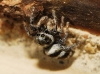 Salticus sp.