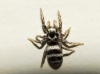 Salticus sp.