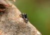 Salticus cf. propinquus