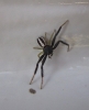 Firmicus bivittatus