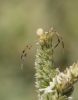 Runcinia grammica Runcinia grammica