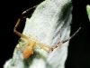 Runcinia grammica Runcinia grammica