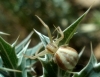 Runcinia grammica Runcinia grammica