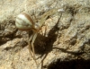 Runcinia grammica Runcinia grammica