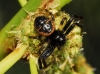 Synema globosum Synema globosum