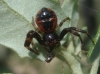 Synema globosum Synema globosum