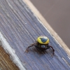 Synema globosum Synema globosum