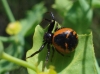 Synema globosum Synema globosum