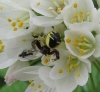 Synema globosum Synema globosum