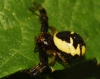 Synema globosum Synema globosum