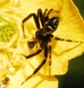 Synema globosum Synema globosum