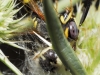 Synema globosum Synema globosum