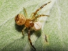 Synema globosum Synema globosum