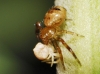 Synema globosum Synema globosum