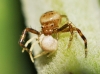 Synema globosum Synema globosum