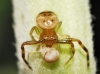 Synema globosum Synema globosum