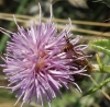Synema globosum Synema globosum