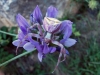 Thomisus onustus Thomisus onustus