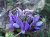 Thomisus onustus Thomisus onustus