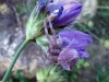 Thomisus onustus Thomisus onustus
