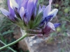 Thomisus onustus Thomisus onustus