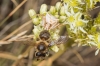 Thomisus onustus Thomisus onustus