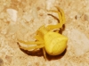 Thomisus onustus Thomisus onustus
