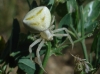 Thomisus onustus Thomisus onustus