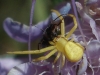 Thomisus onustus Thomisus onustus