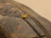 Thomisus onustus Thomisus onustus