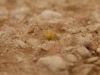 Thomisus onustus Thomisus onustus