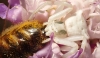 Thomisus onustus Thomisus onustus