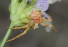 Thomisus onustus Thomisus onustus