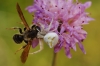 Thomisus onustus Thomisus onustus