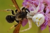 Thomisus onustus Thomisus onustus