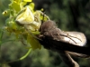 Thomisus onustus Thomisus onustus