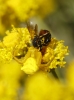 Thomisus onustus Thomisus onustus