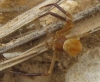 Thomisus onustus Thomisus onustus