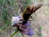 Thomisus onustus Thomisus onustus