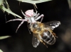 Thomisus onustus Thomisus onustus
