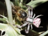 Thomisus onustus Thomisus onustus