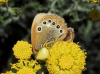 Thomisus onustus Thomisus onustus