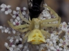 Thomisus onustus Thomisus onustus