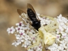 Thomisus onustus Thomisus onustus