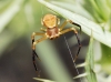 Thomisus onustus Thomisus onustus