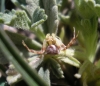 Thomisus onustus Thomisus onustus