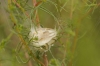 Thomisus onustus Thomisus onustus