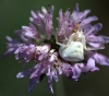 Thomisus onustus Thomisus onustus