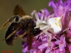 Thomisus onustus Thomisus onustus