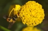 Thomisus onustus Thomisus onustus